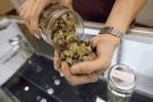 Cannabis terapeutica, sì del Consiglio regionale alla mozione 5 stelle