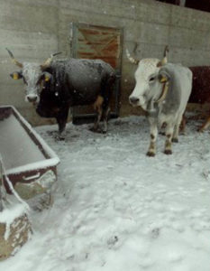 TERREMOTO / Allevatori e animali abbandonati sotto la neve, il M5S chiede spiegazioni a Ceriscioli