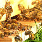 Anche nelle Marche allarme rosso per le api: apicoltori costretti a nutrirle per sventare la strage