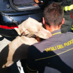 Un cane resta chiuso all’interno di un’auto: liberato dai vigili del fuoco