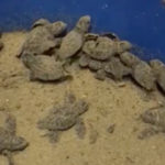 Ricci esulta per le tartarughine di Luciana: “Salvate dalla mareggiata, grazie a tutti i volontari”