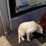 Ubriaco maltratta il cane in pieno centro ad Ancona: la Polizia locale lo ferma, ferito un agente