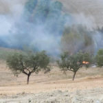 Incendio di vegetazione in un terreno agricolo con alberi da frutto