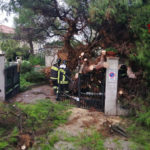 Cade un grosso pino e blocca l’uscita, pronto intervento dei Vigili del fuoco
