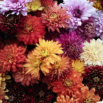 Quest’anno, nella ricorrenza dedicata ai defunti, per i fiori c’è il trend dei petali tinti