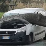 A Senigallia un grosso pino cade su un furgone in transito, ferito il conducente