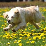 Golden-Retriever Emma runs across a blooming dandelion field in Stadtallendorf