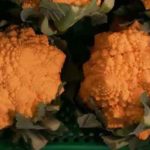 Migliorata nelle Marche una varietà unica al mondo di cavolfiore romanesco arancione