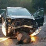 L’allarme della Coldiretti: “Sono troppi gli incidenti stradali causati dagli animali”