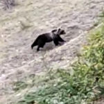 L’orso bruno marsicano ritorna sui Monti Sibillini