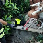 Un cane portato in salvo dai Vigili del fuoco