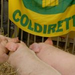 Peste suina, Coldiretti soddisfatta: “Accolte le nostre richieste per sostenere gli allevatori”