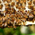 La siccità taglia la produzione di miele marchigiano