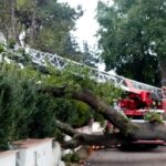Una grossa quercia cade sulla strada, danneggiato anche un giardino