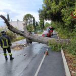 Una grossa quercia cade sulla strada bloccando parzialmente la circolazione