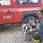 ASCOLI PICENO cane recuperato cunicolo2022-12-30
