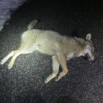 Tre lupi investiti nella notte nel parco dei Monti Sibillini, due sono morti