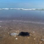 Le spiagge di Pesaro invase da decine di “borsellini delle sirene”