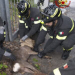 Cerbiatto resta incastrato nel cancello di una casa, liberato dai Vigili del fuoco