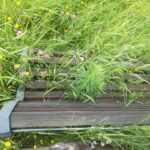 FIASTRA erba alta nella sae di cerreto2023-05-27 (3)