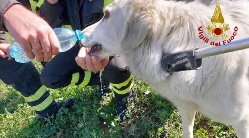 Un cane resta intrappolato in un laccio, liberato dai Vigili del fuoco